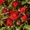 'Forever In Our Hearts®' Shrub Rose -Bloom And Harvest SHR0087 1