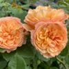 'Mia Bella®' Shrub Rose -Bloom And Harvest SHR0088 1