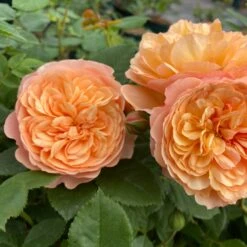 'Mia Bella®' Shrub Rose -Bloom And Harvest SHR0088 2