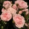 'New Dawn' Climbing Rose -Bloom And Harvest SHR0089 1