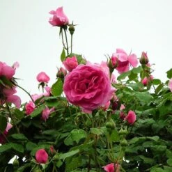 'Parade' Climbing Rose -Bloom And Harvest SHR0091 3