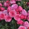 'Bridal Wishes®' Shrub Rose -Bloom And Harvest SHR0092 1