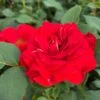 'Jewel In The Crown®' Shrub Rose -Bloom And Harvest SHR0095 1