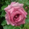 'Violette Perfume' Climbing Rose -Bloom And Harvest SHR0097 1