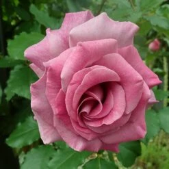 'Violette Perfume' Climbing Rose