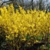 Golden Bells | Forsythia Intermedia 'Spectabilis' 2 Golden Bells | Forsythia Intermedia 'Spectabilis' -Bloom And Harvest SHR0170 1