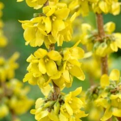 Early Spring Flowering Shrub Collection -Bloom And Harvest SHR0170 2 4b00226f a6df 4fca b6db 20e62c2d086e