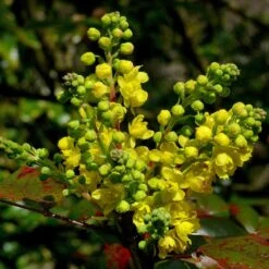 Early Spring Flowering Shrub Collection -Bloom And Harvest SHR0172 2 33e95ec0 1a87 4671 bc6f e89d6314b114