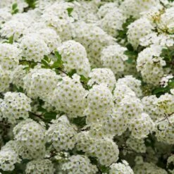 Ultimate Flowering Hedge | Growers' Choice -Bloom And Harvest SHR0178 3 8eb11138 e6c2 409e 9203 477ae3b3adba
