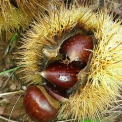 A Completely Edible Hedge | 3/5/10/20m Packs -Bloom And Harvest SHR0200 8 3afe6535 a52c 4968 8fef 9534dc43ae3c