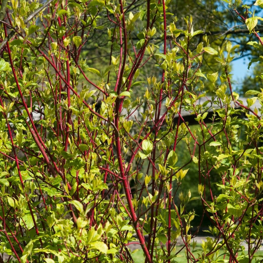 Best Value Cornus Collection | Winter Hedging 6 Best Value Cornus Collection | Winter Hedging - Image 4
