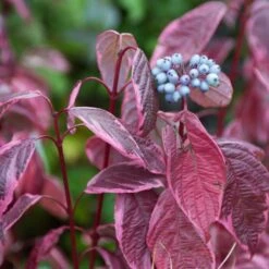 Best Value Cornus Collection | Winter Hedging 15 Best Value Cornus Collection | Winter Hedging -Bloom And Harvest SHR0201 3 6c724d71 b140 4168 ad05 561da55bcb19