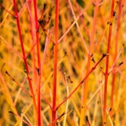 Livestock Friendly Farm Hedging | Growers' Choice | BN11 Compliant 15 Livestock Friendly Farm Hedging | Growers' Choice | BN11 Compliant -Bloom And Harvest SHR0205 1 acb46d59 63e6 4f13 9f3c da245b8922f1