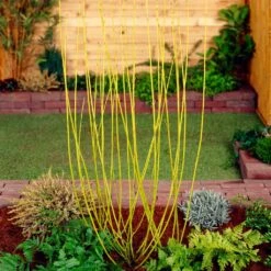 Best Value Cornus Collection | Winter Hedging 18 Best Value Cornus Collection | Winter Hedging -Bloom And Harvest SHR0207 2 68af85ed 9881 4b65 b6fd 357635d4ebe6