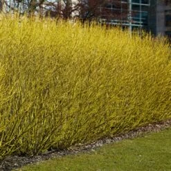Best Value Cornus Collection | Winter Hedging 13 Best Value Cornus Collection | Winter Hedging -Bloom And Harvest SHR0207 3 b70f8cab 3fbc 4fea b2ed c8df511ce172