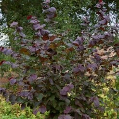 Livestock Friendly Farm Hedging | Growers' Choice | BN11 Compliant 16 Livestock Friendly Farm Hedging | Growers' Choice | BN11 Compliant -Bloom And Harvest SHR0208 1 c909d520 c38b 441a 8396 78a2813cb578