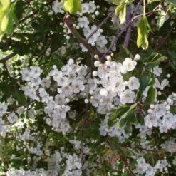 Livestock Friendly Farm Hedging | Growers' Choice | BN11 Compliant 11 Livestock Friendly Farm Hedging | Growers' Choice | BN11 Compliant -Bloom And Harvest SHR0210 2 3c70f8ee c33f 45cb 9a4b aed5025c6fc7