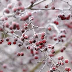 All Seasons Hedging | Growers' Choice -Bloom And Harvest SHR0210 6 db006dde e232 40fc a1d6 5d61d21e7bf3