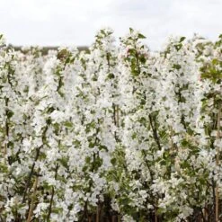 Ultimate Flowering Hedge | Growers' Choice -Bloom And Harvest SHR0229 2 bf771328 6098 4068 b17a f9cc722a3908