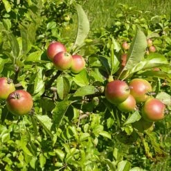 All Seasons Hedging | Growers' Choice -Bloom And Harvest SHR0229 6 d11146dc 1340 42da b37c 8c79d5a56dd2