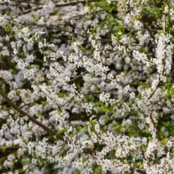 Ultimate Flowering Hedge | Growers' Choice -Bloom And Harvest SHR0232 1 767b1cf8 b9e7 42b8 aa5a de73f59728f0