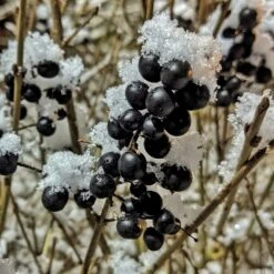 A Completely Edible Hedge | 3/5/10/20m Packs -Bloom And Harvest SHR0240 4 ff6bfad9 d4da 4434 a40c 6aa7c3306443