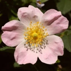 Ultimate Flowering Hedge | Growers' Choice -Bloom And Harvest SHR0246 1