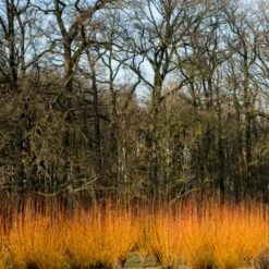 Fast Growing Evergreen Hedging Wildlife Mix | Growers' Choice -Bloom And Harvest SHR0252 3 fe5f10e4 3c5c 440f 876c 3892ceb5ff5e