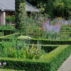 Common Yew | Taxus Baccata -Bloom And Harvest SHR0261 3