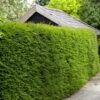 Best Evergreen Hedging Plants | Growers' Choice 2 Best Evergreen Hedging Plants | Growers' Choice -Bloom And Harvest SHR0261 5 66a7e991 a176 4e40 b9bd b89654263a68
