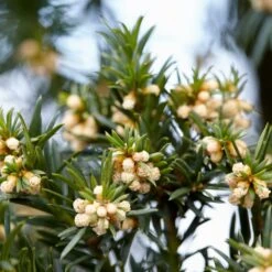 Common Yew | Taxus Baccata -Bloom And Harvest SHR0261 6