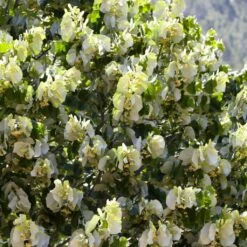 Fast Growing Evergreen Hedging Wildlife Mix | Growers' Choice -Bloom And Harvest SHR0263 4 e126b2d1 241b 466a 847e 12cdb3686ee0