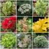 Best Small Evergreen Shrubs -Bloom And Harvest SHRCOL1 1