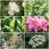 Best Flowering Evergreen Shrubs -Bloom And Harvest SHRCOL10 1