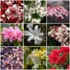 Best Flowering Shrubs -Bloom And Harvest SHRCOL13 1