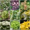 Best Shrubs For Borders -Bloom And Harvest SHRCOL19 1
