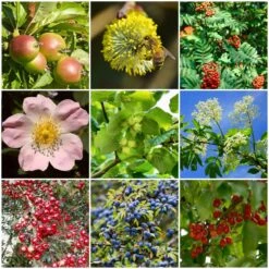 Best Mixed Native Wildlife Hedging | Growers' Choice