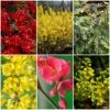 Early Spring Flowering Shrub Collection -Bloom And Harvest SHRCOL27 1
