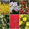 All Seasons Hedging | Growers' Choice -Bloom And Harvest SHRCOL28 1