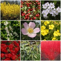 All Seasons Hedging | Growers' Choice -Bloom And Harvest SHRCOL29 1