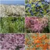 Best Mixed Coastal Hedging | Growers' Choice 1 Best Mixed Coastal Hedging | Growers' Choice -Bloom And Harvest SHRCOL30 1