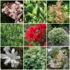 Best Shrubs For Shade 1 Best Shrubs For Shade -Bloom And Harvest SHRCOL7 1