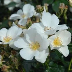 Shrub Rose Collection | Roses For The Border -Bloom And Harvest SILVERGHOST fffad142 e1f7 4394 9a1d a690b5043550