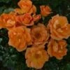 'Sweet Magic' Patio Shrub Rose -Bloom And Harvest SWEET MAGIC 2 c1eb433c 75ec 48b9 ba0b c4aa540a2a3a