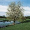 Corkscrew Willow | Salix Matsudana 'Tortuosa' -Bloom And Harvest SalixTortuosaLake