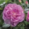 'Saphir' Shrub Rose -Bloom And Harvest Saphir 4