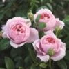 'Schöhne Maid' Hybrid Tea Rose -Bloom And Harvest Schone Maid 1