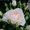 'Sirius' Bedding Rose -Bloom And Harvest Sirius 1