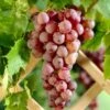'Suffolk Red' Seedless Grape Vine -Bloom And Harvest SuffolkRed 1