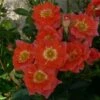 'Sunseeker' Patio Shrub Rose -Bloom And Harvest Sunseeker Dicracer ce84e68f 7502 4935 92e5 1794252fcbf2